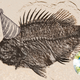 Image for article titled How Do We Know How Old Fossils Are?